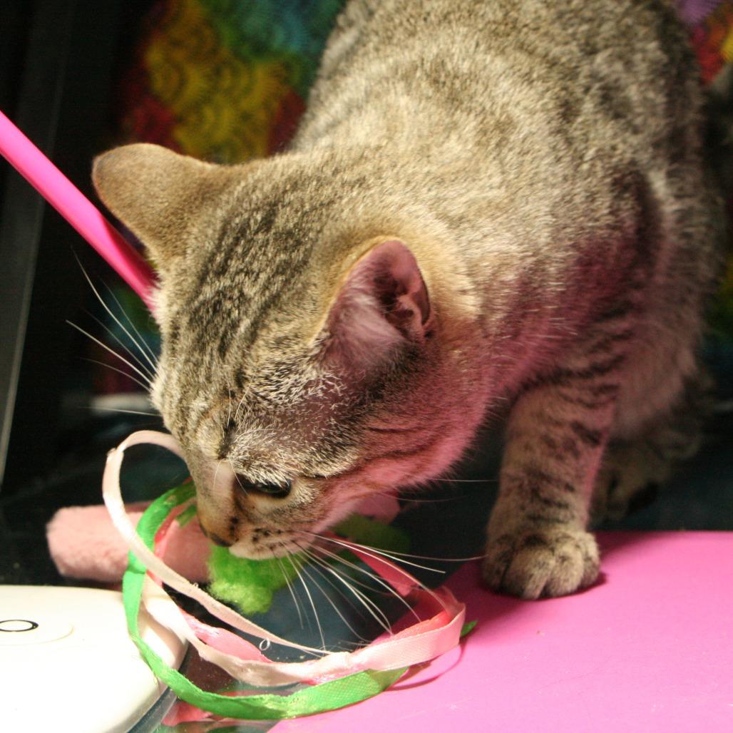 Enlarge Heather Gummer, a Adoptable Domestic Short Hair in CHRISTIANSBURG, VA image 2/5