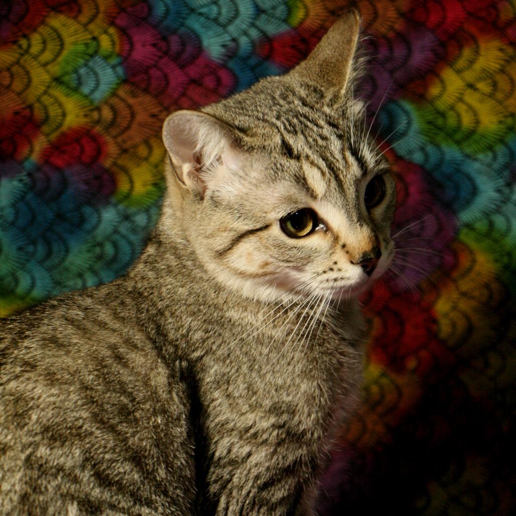 Enlarge Heather Gummer, a Adoptable Domestic Short Hair in CHRISTIANSBURG, VA image 3/5