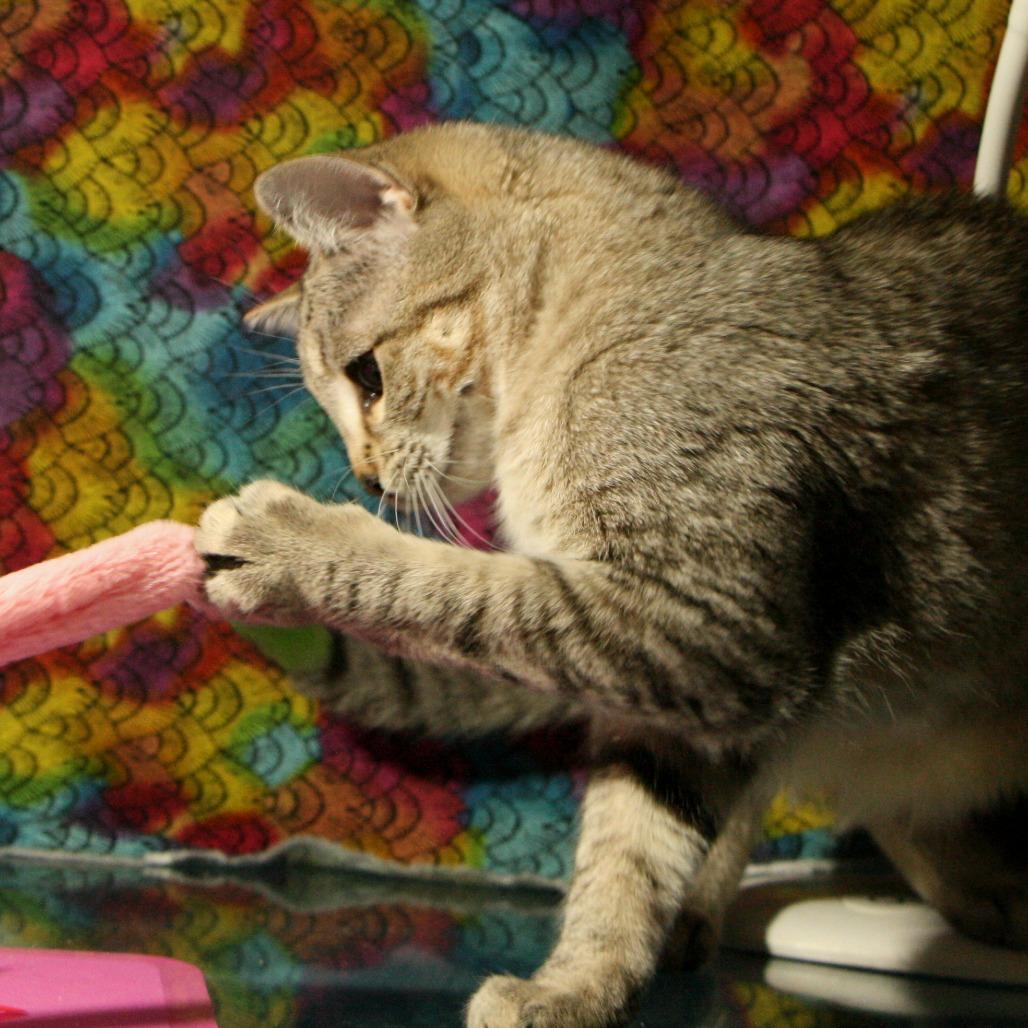 Enlarge Heather Gummer, a Adoptable Domestic Short Hair in CHRISTIANSBURG, VA image 5/5