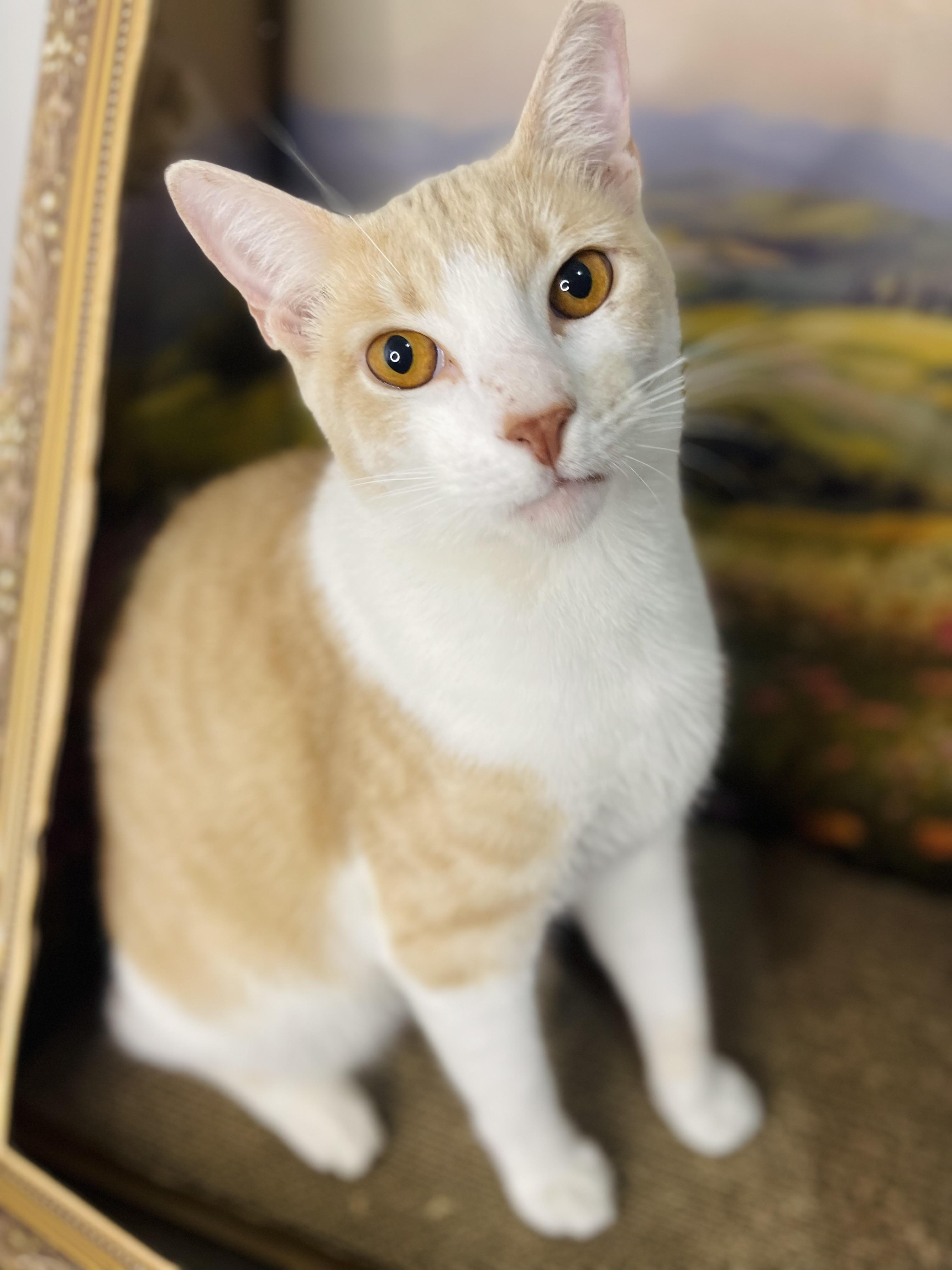 Prince, a Adoptable American Shorthair in Fort Pierce, FL image 3/6