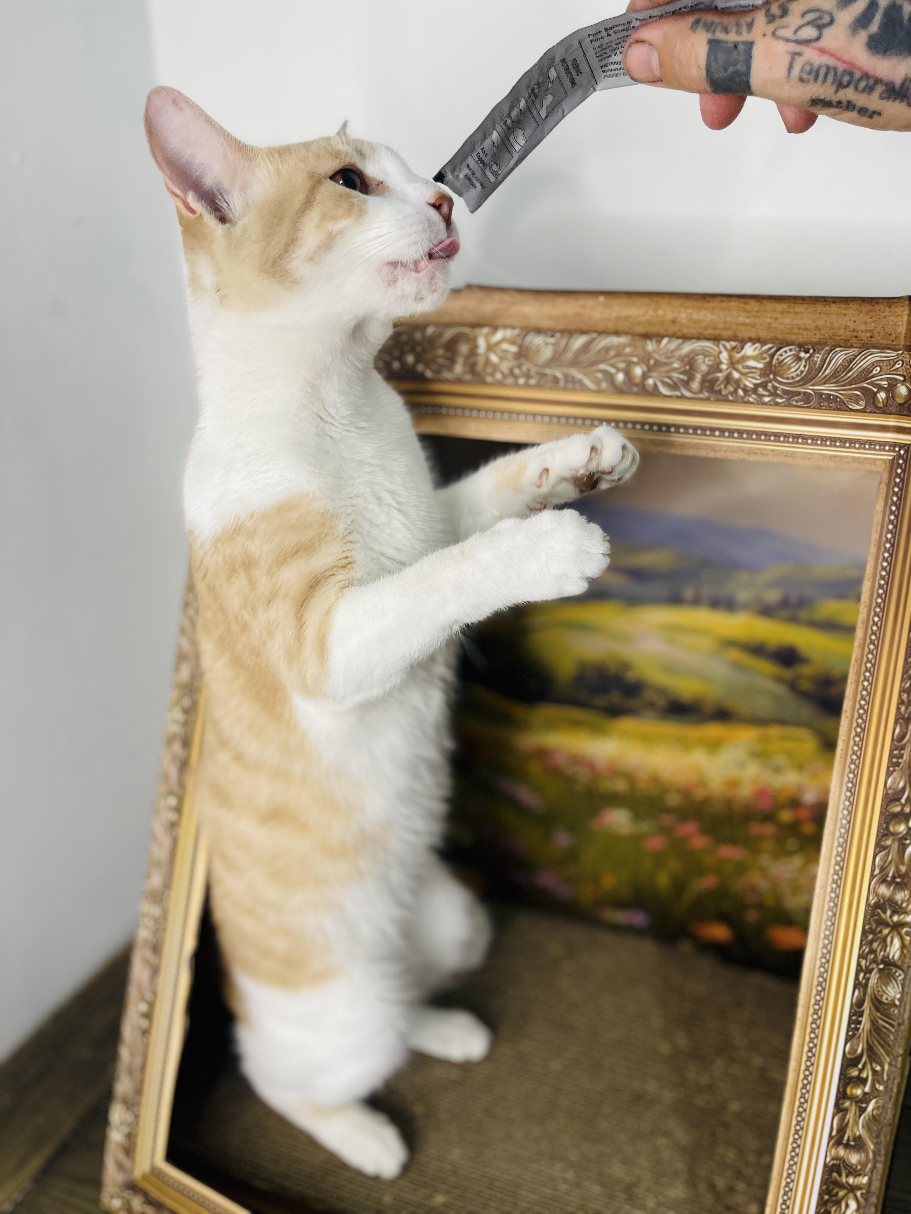 Prince, a Adoptable American Shorthair in Fort Pierce, FL image 4/6