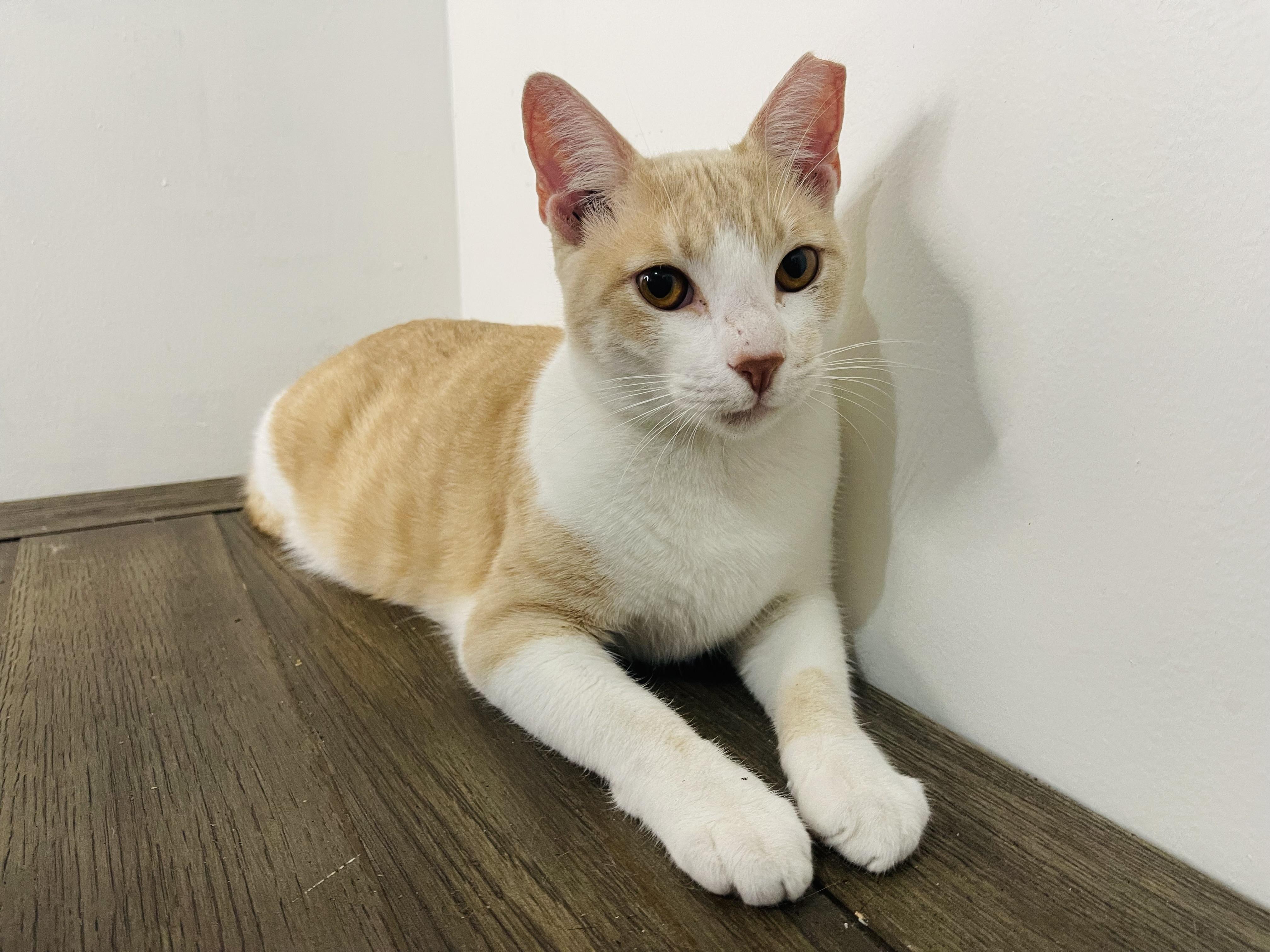 Prince, a Adoptable American Shorthair in Fort Pierce, FL image 5/6