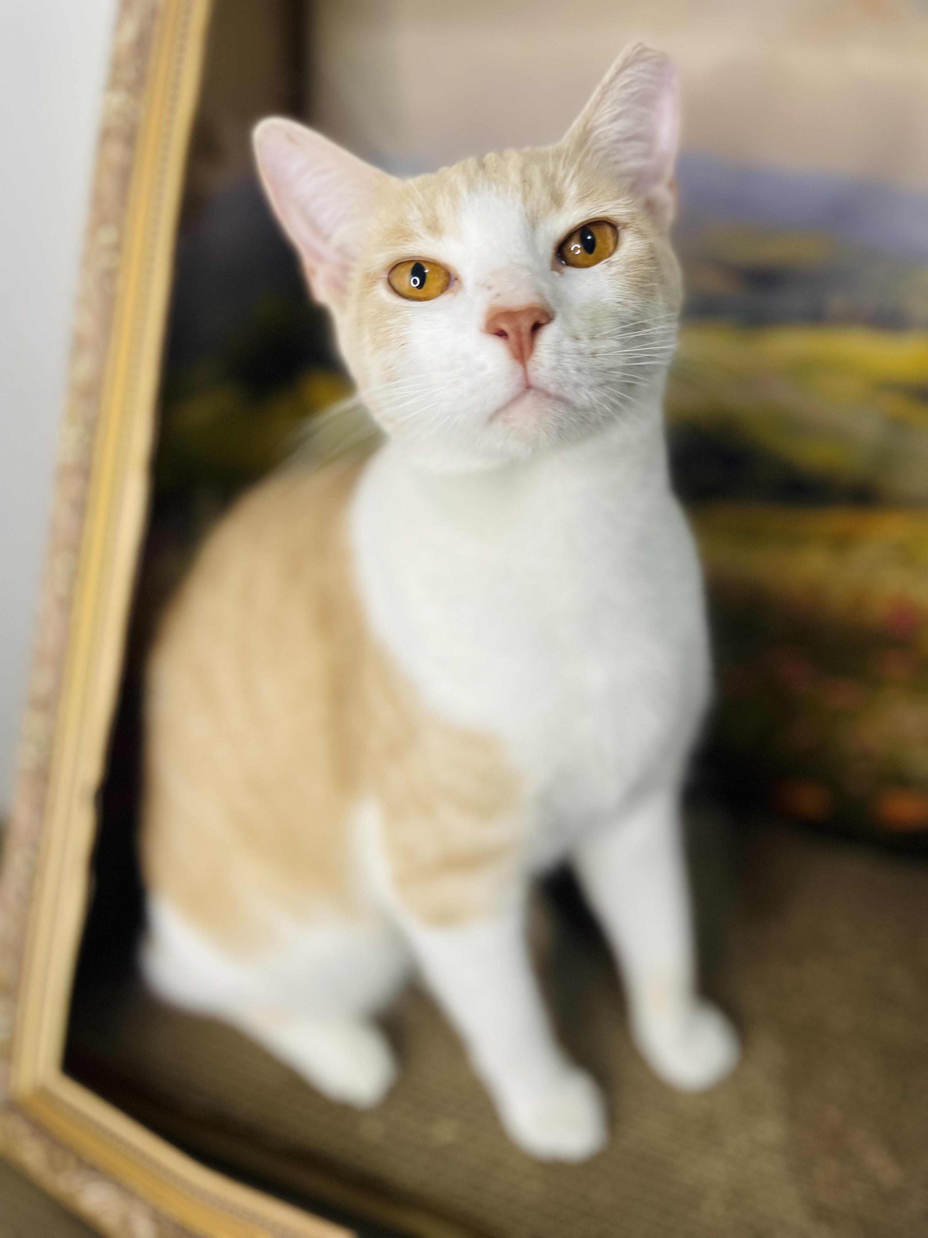 Prince, a Adoptable American Shorthair in Fort Pierce, FL image 1/6