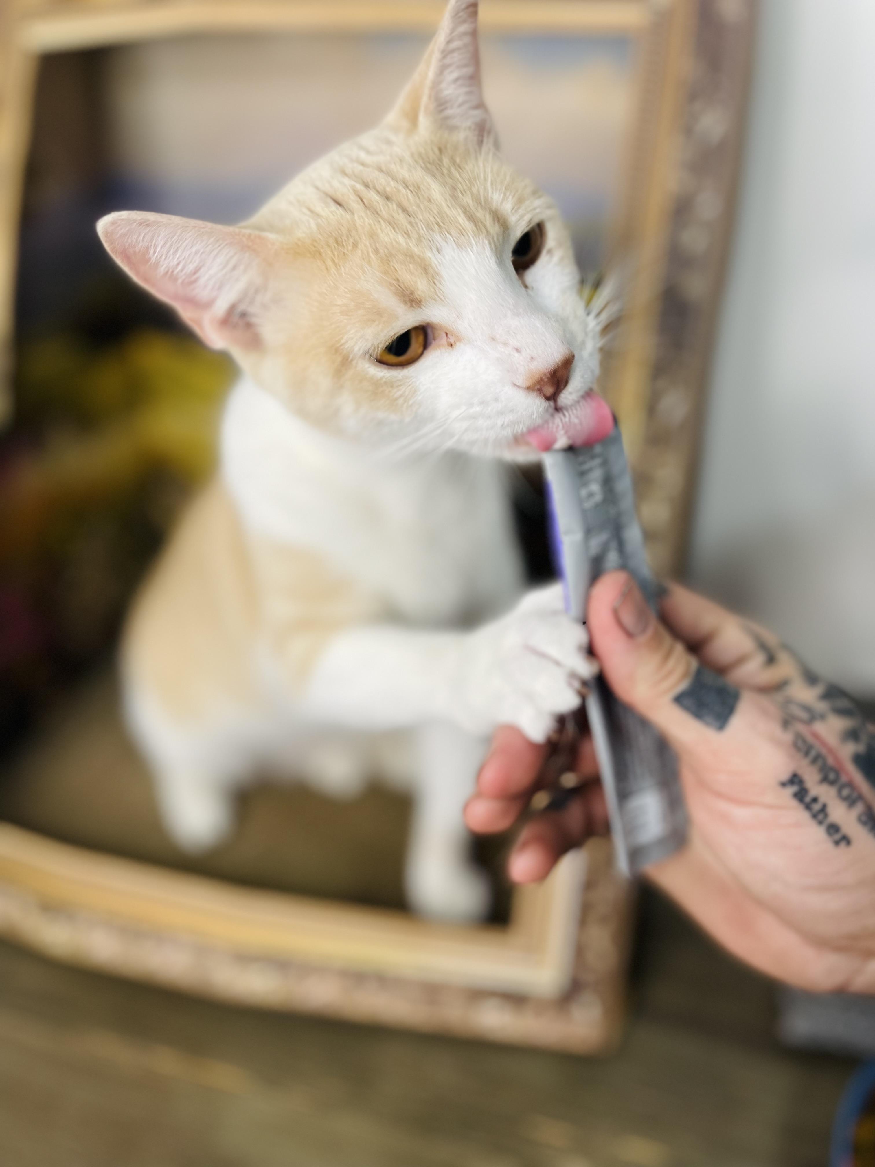 Prince, a Adoptable American Shorthair in Fort Pierce, FL image 2/6