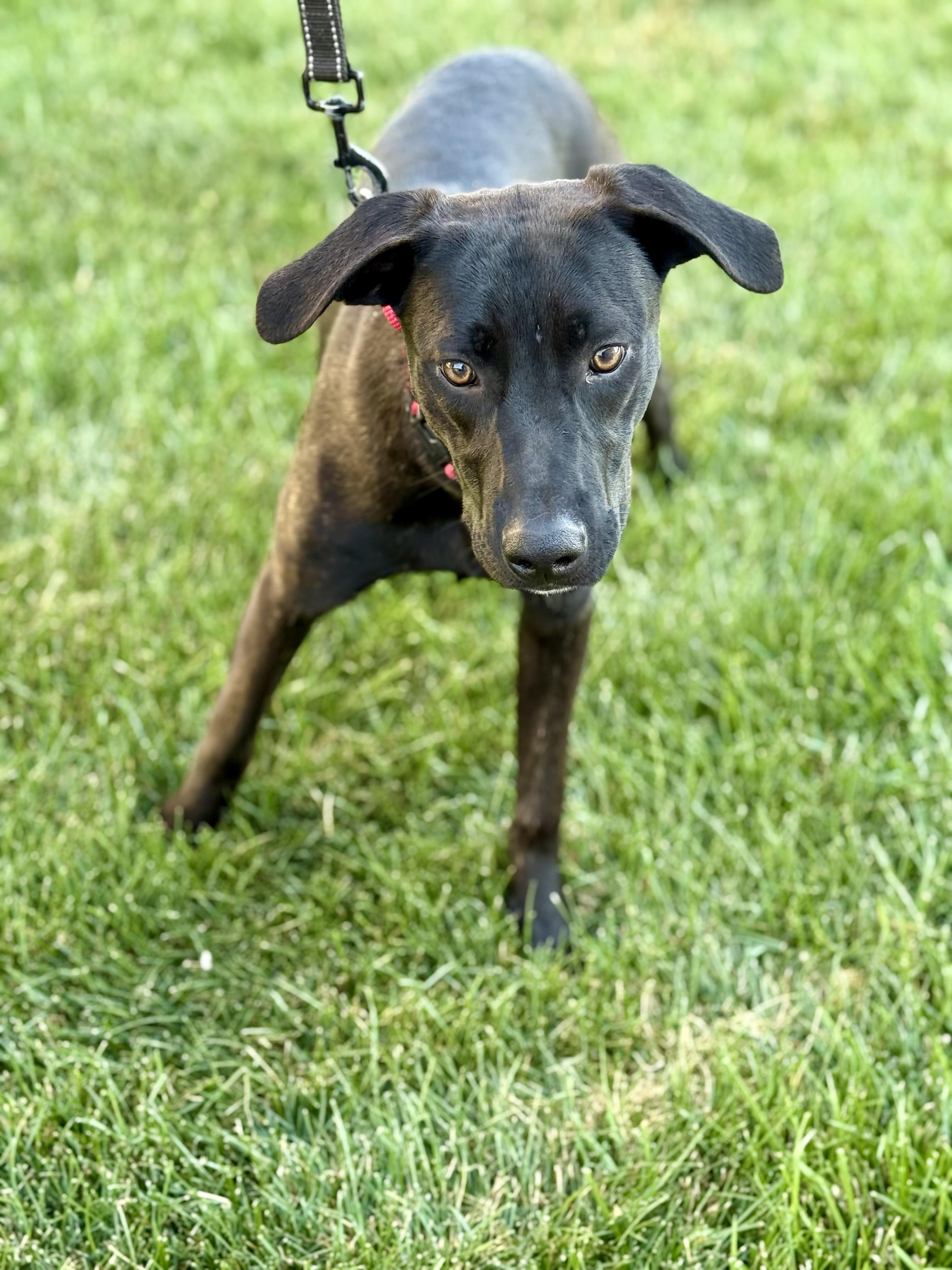 Miss Okra