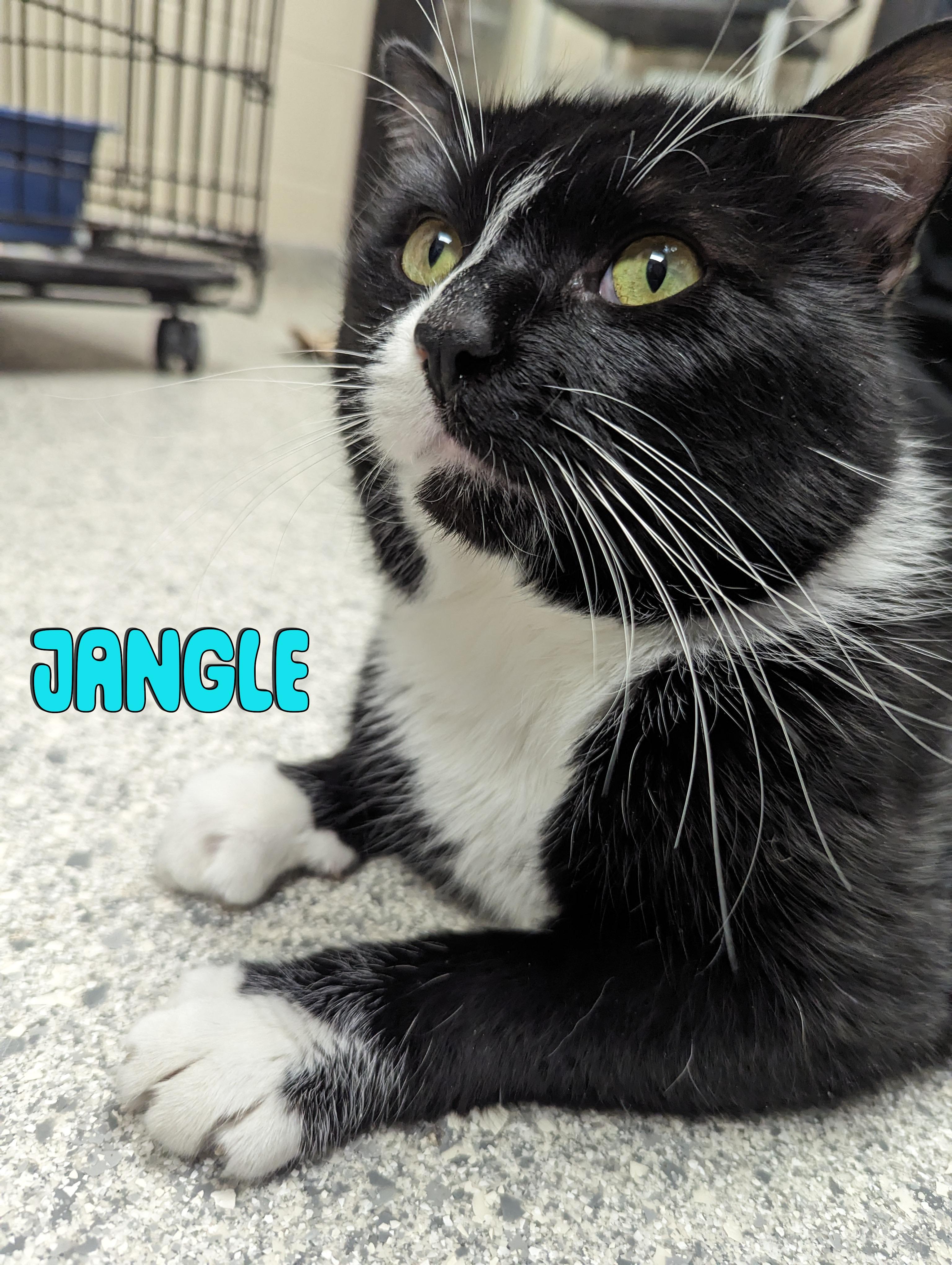 Jangle, adopted, Adult Male Domestic Short Hair.