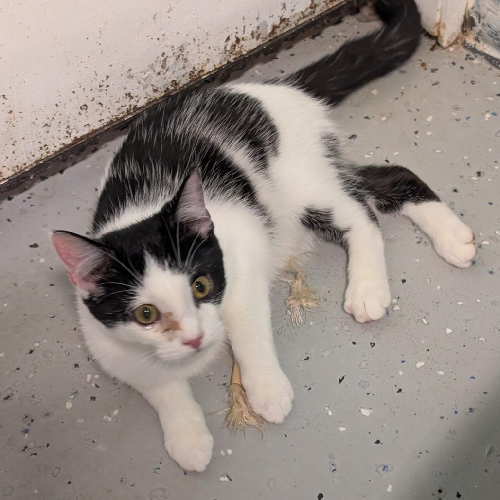 Raphael, Adoptable, Young Male Domestic Short Hair.