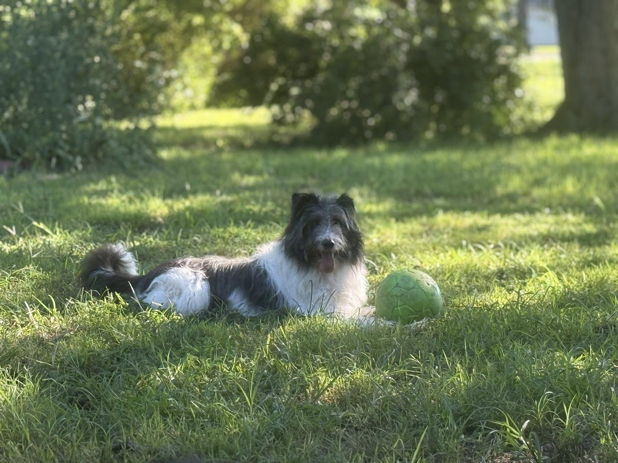 Wilby, a Adopted Mixed Breed in Chestertown, MD image 1/3