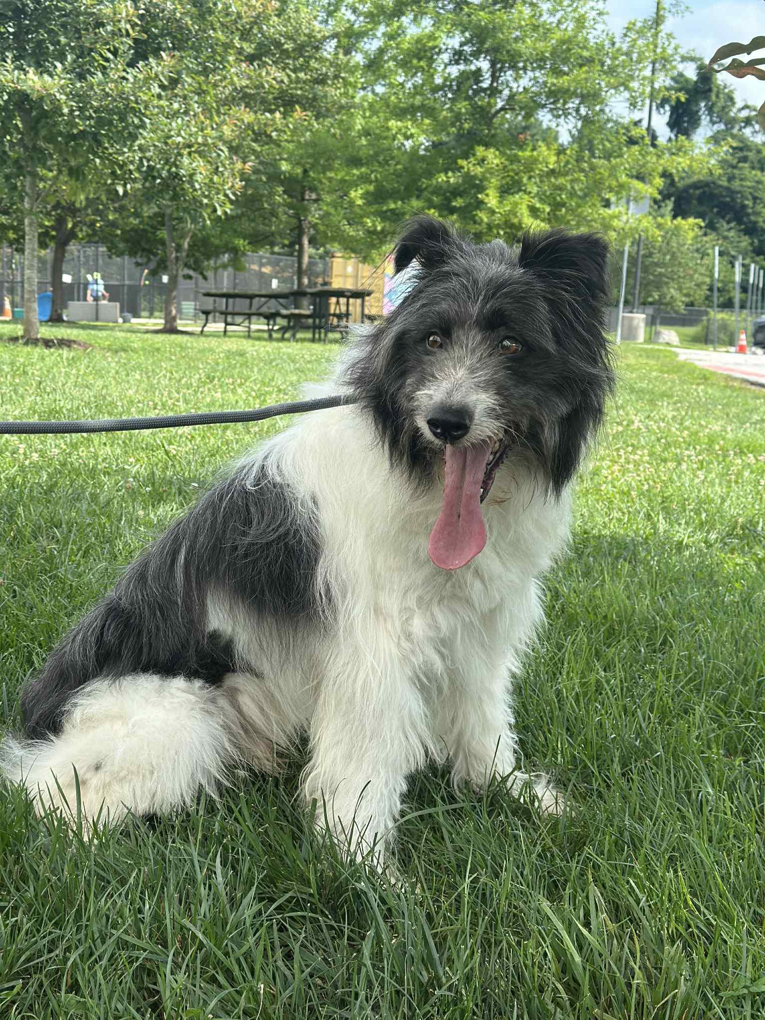 Wilby, a Adopted Mixed Breed in Chestertown, MD image 3/3