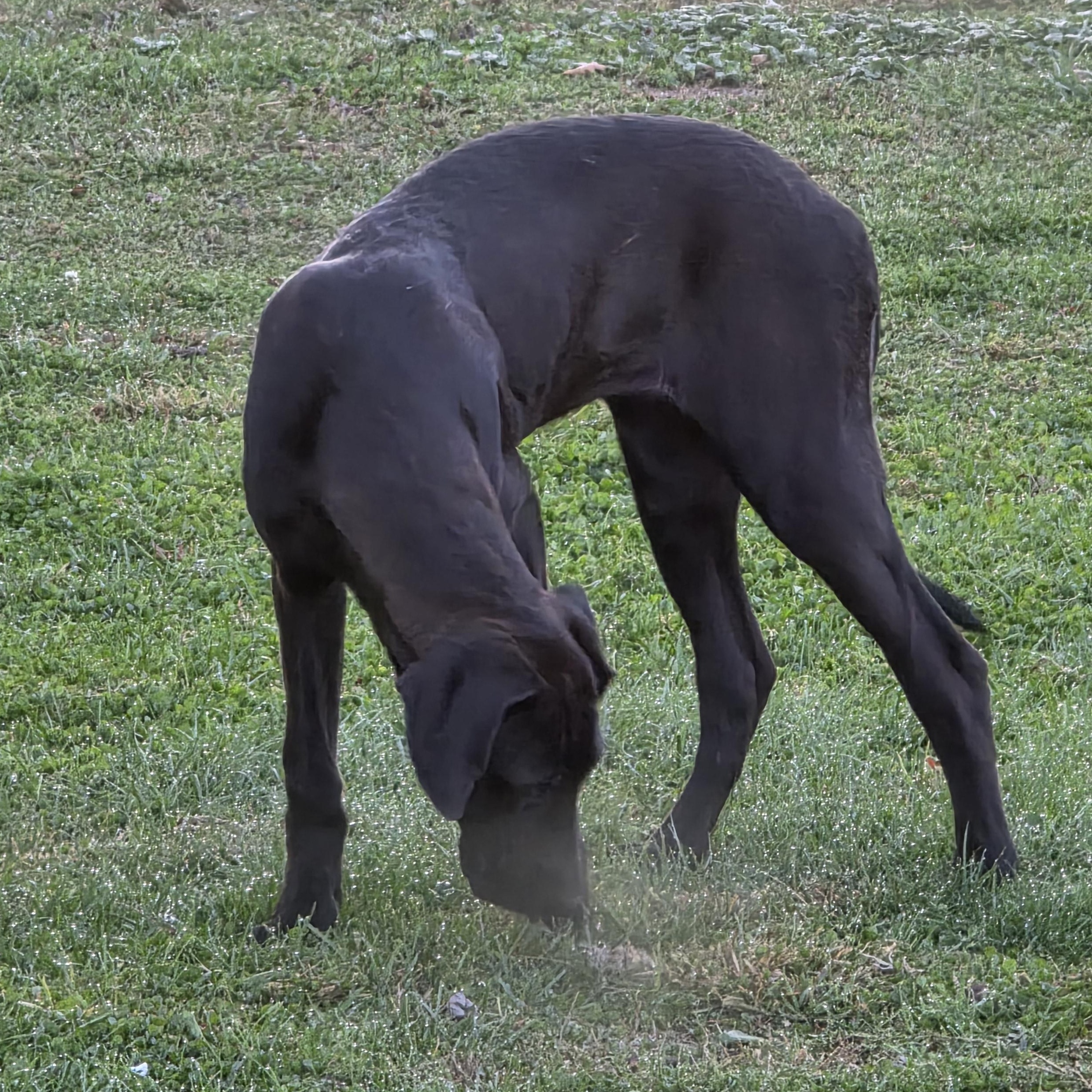 Enlarge Junebug, a Adoptable Great Dane in Diamond, OH image 2/3