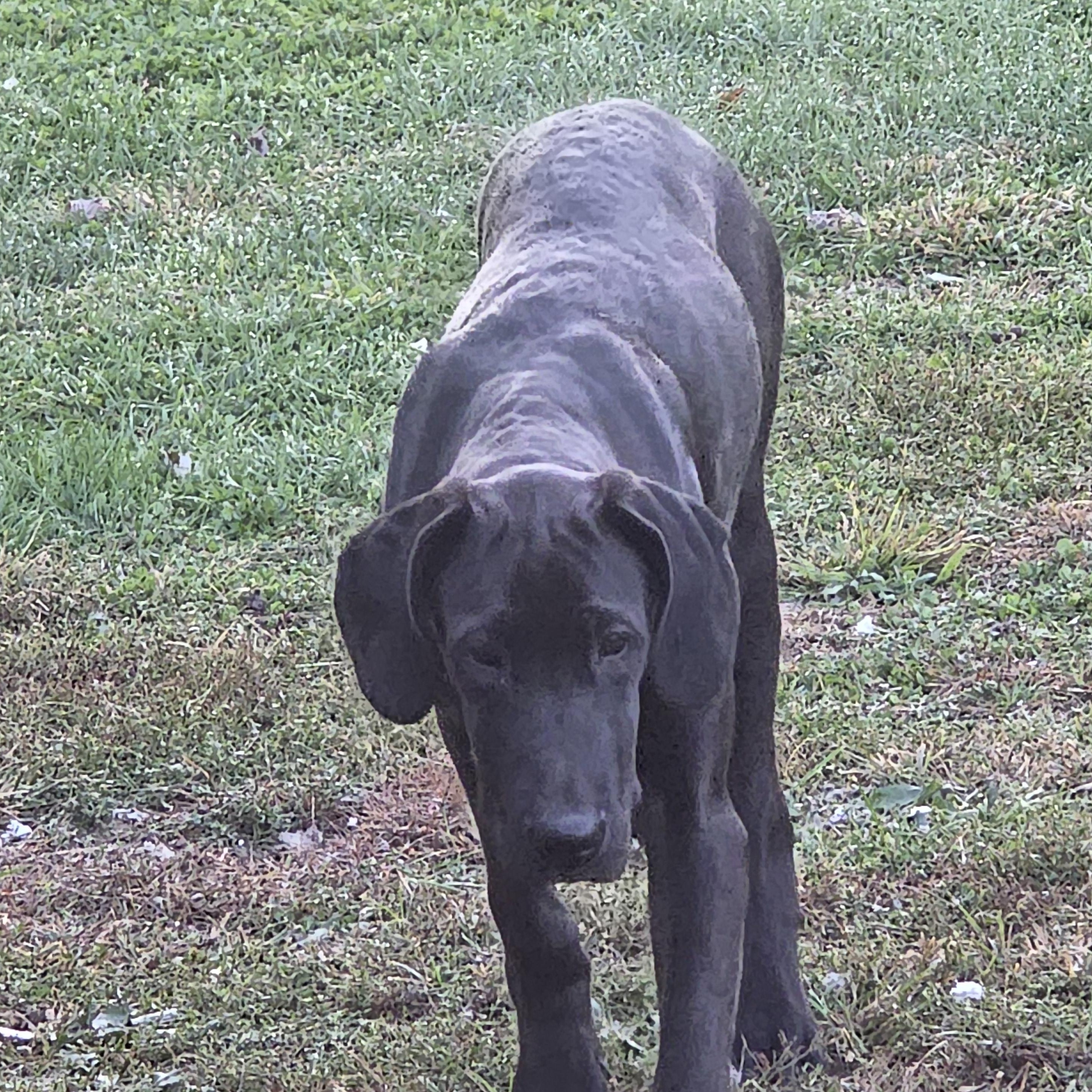 Enlarge Junebug, a Adoptable Great Dane in Diamond, OH image 1/3