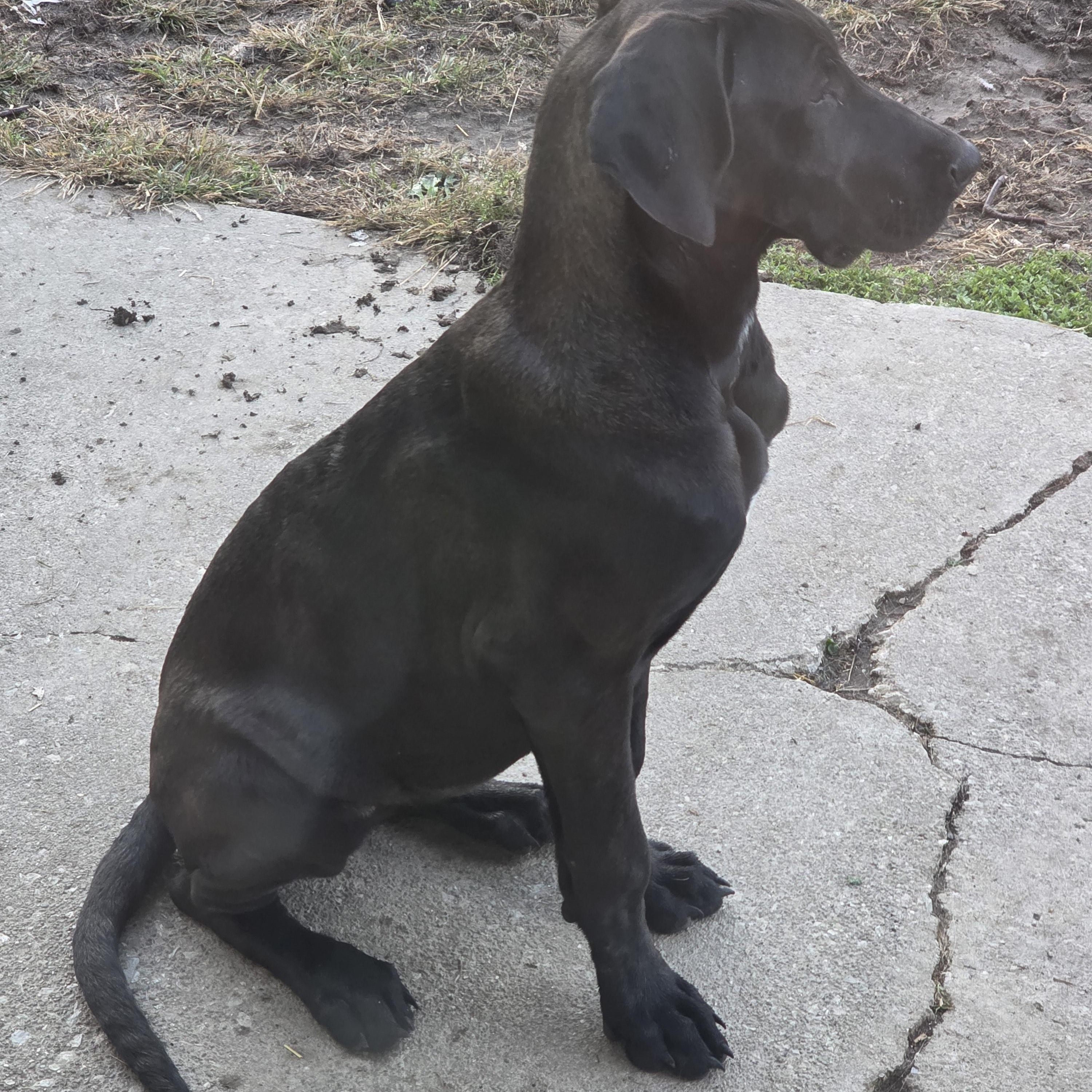 Enlarge Junebug, a Adoptable Great Dane in Diamond, OH image 3/3