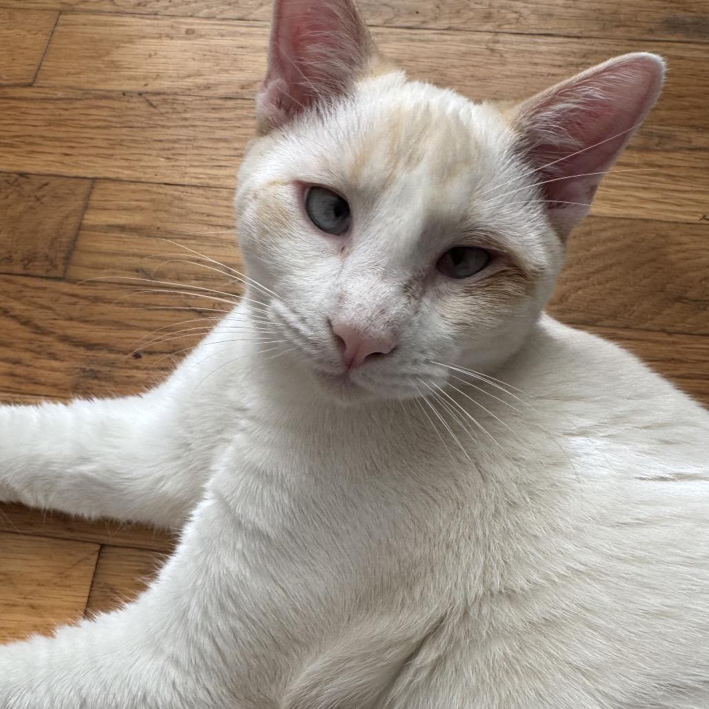 Enlarge Neil, a Adoptable Siamese in mount vernon, AR image 1/1