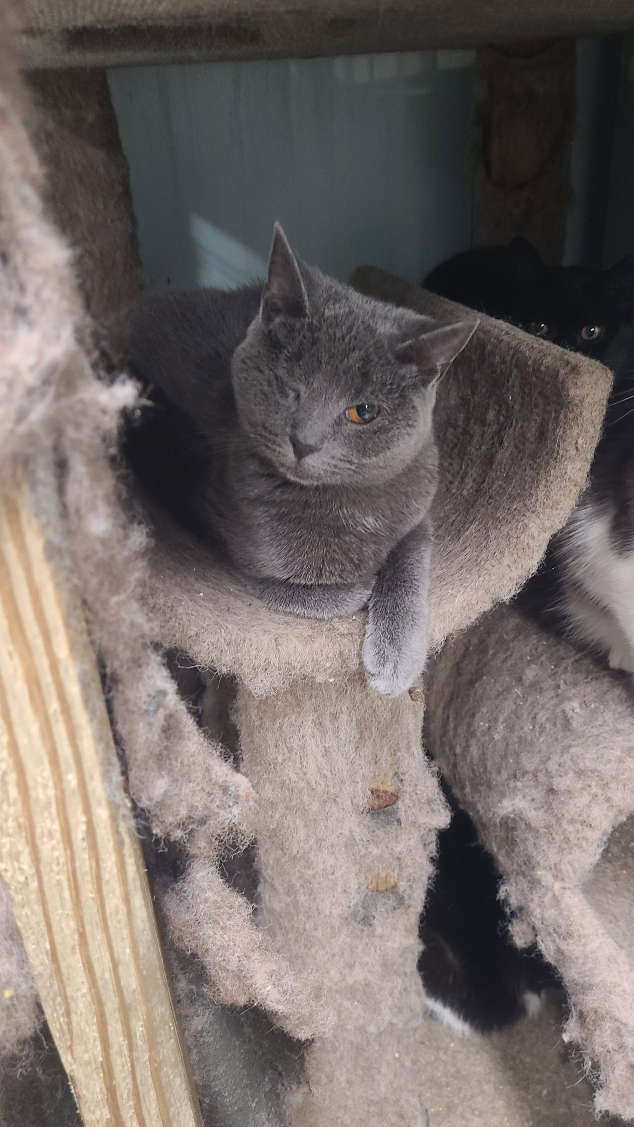 Enlarge Lyra, a ADOPTABLE Domestic Short Hair in Norfolk, VA image 3/4