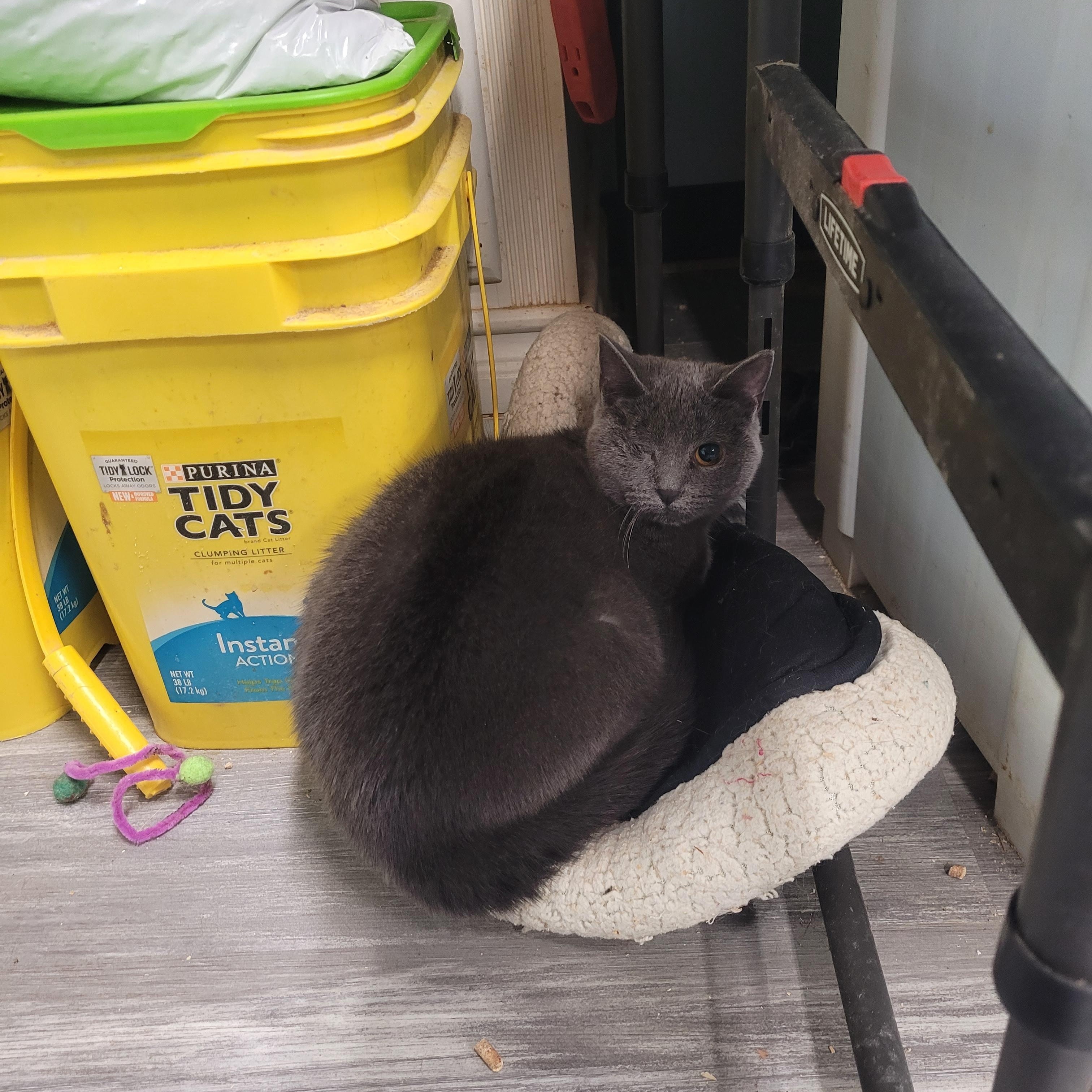 Enlarge Lyra, a ADOPTABLE Domestic Short Hair in Norfolk, VA image 4/4