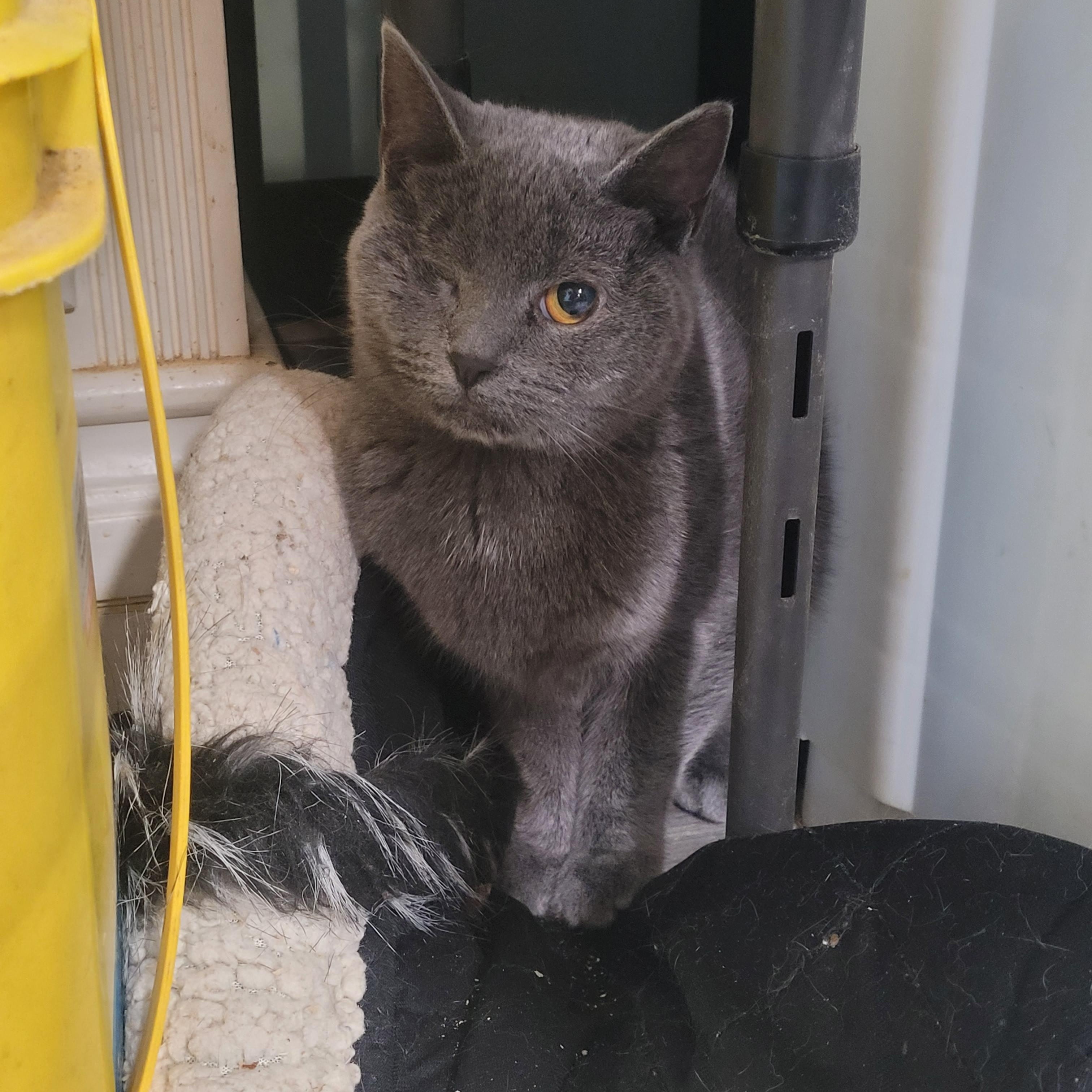 Enlarge Lyra, a ADOPTABLE Domestic Short Hair in Norfolk, VA image 1/4