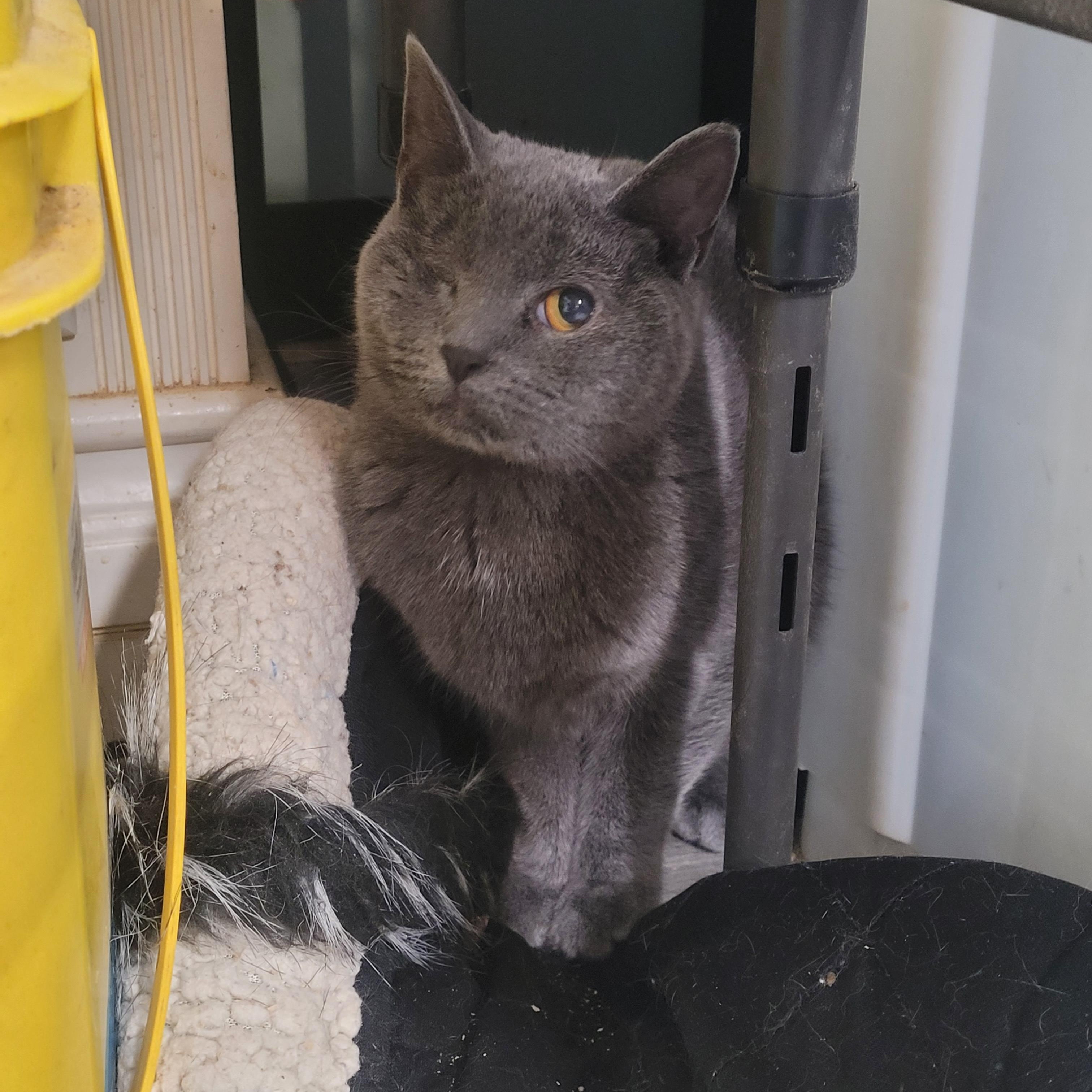 Enlarge Lyra, a ADOPTABLE Domestic Short Hair in Norfolk, VA image 2/4