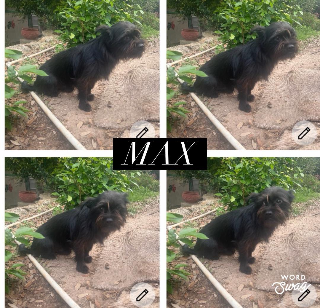 Max, ADOPTABLE, Young Male Shih Tzu & Chiweenie.