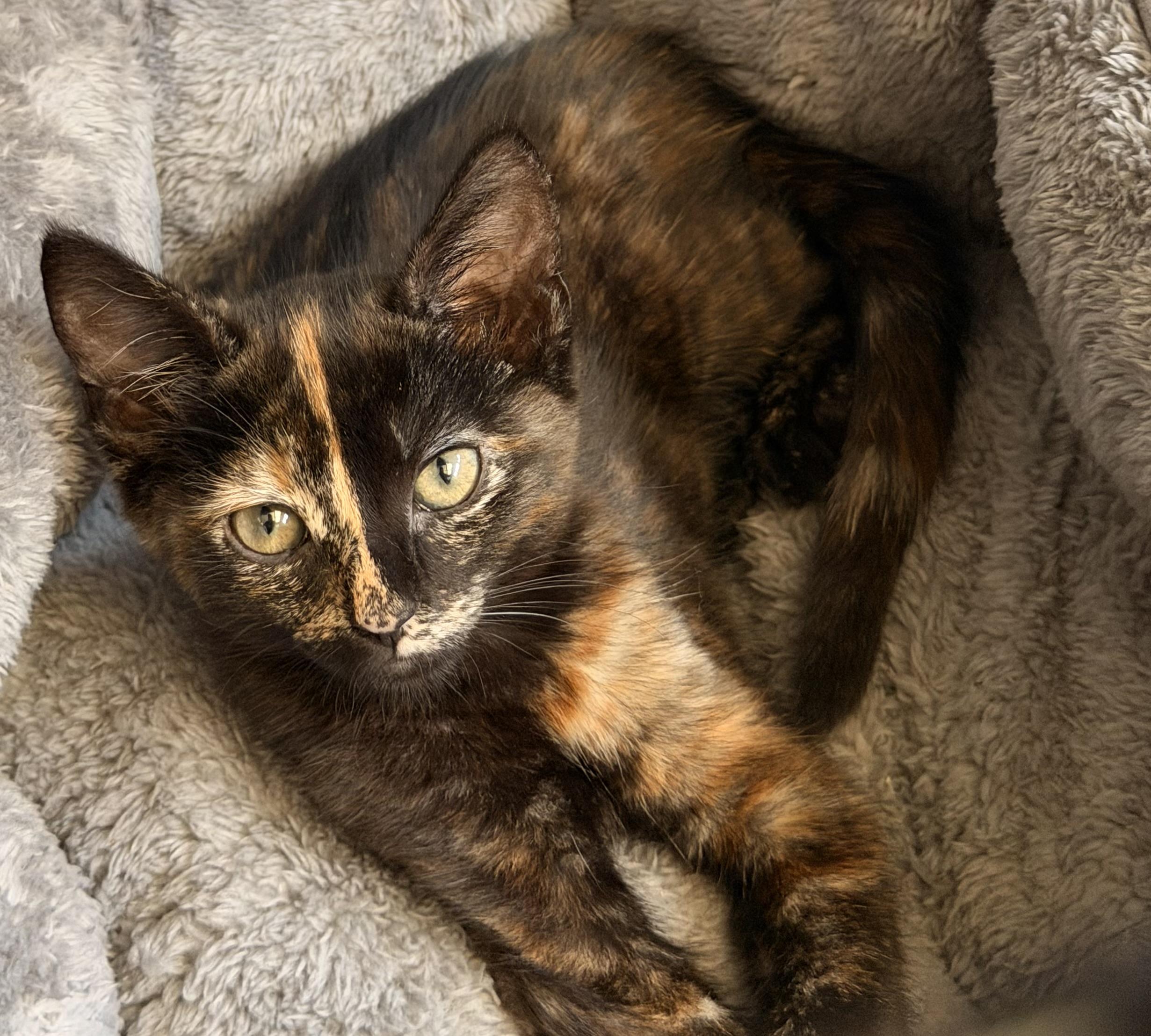 Enlarge Licorice, an adopted Domestic Short Hair in Norco, CA image 1/3
