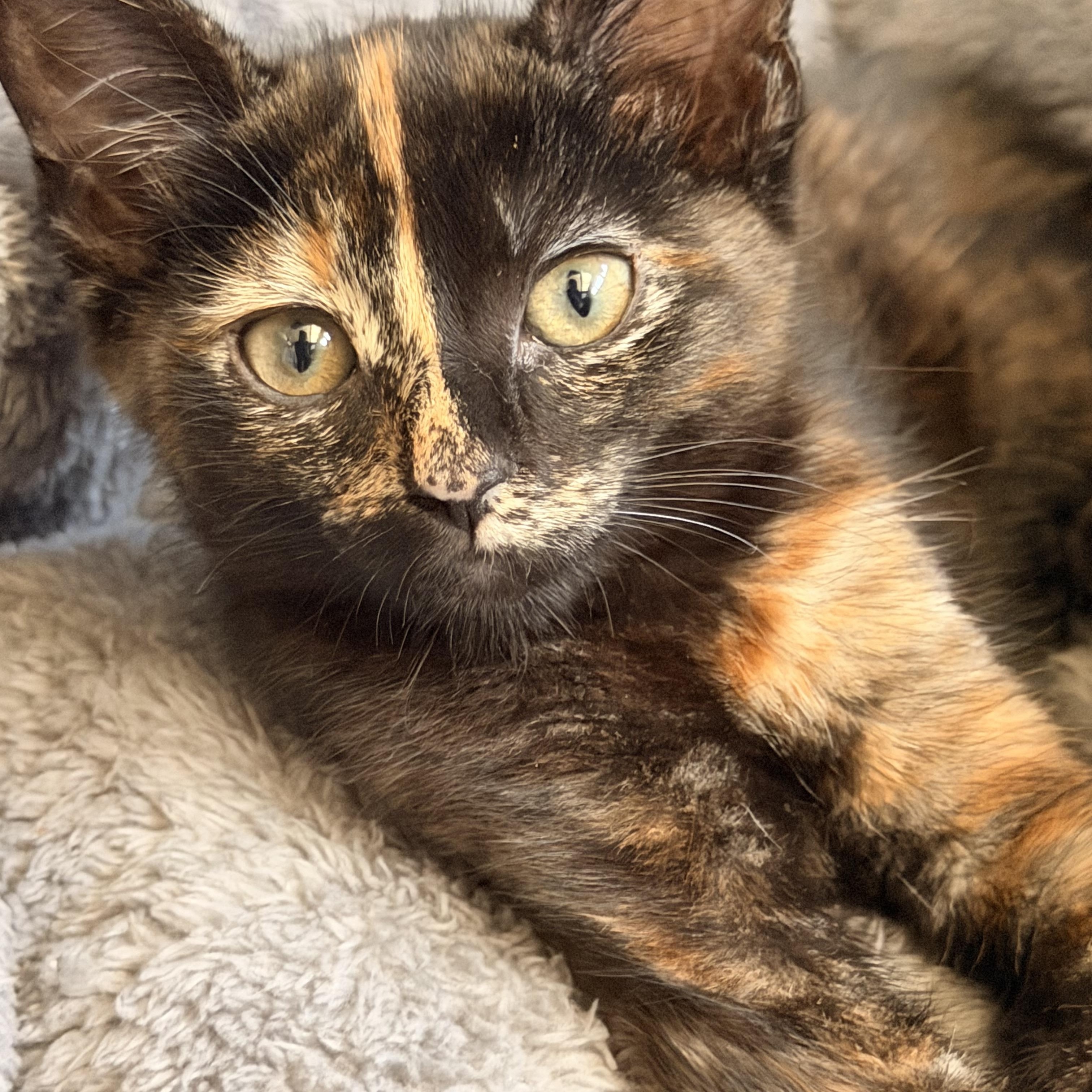 Enlarge Licorice, an adopted Domestic Short Hair in Norco, CA image 3/3