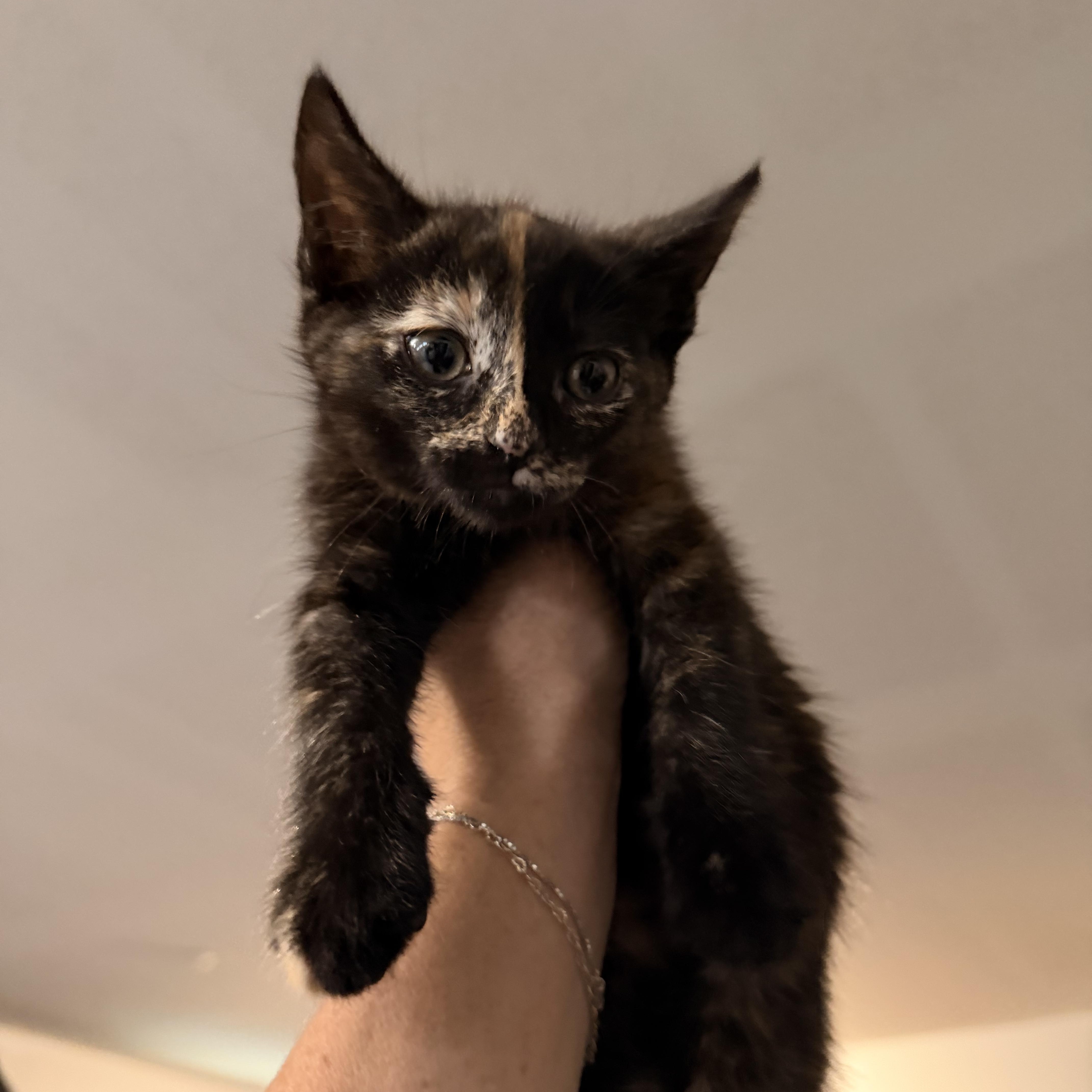 Licorice, ADOPTABLE, Young Female Domestic Short Hair.