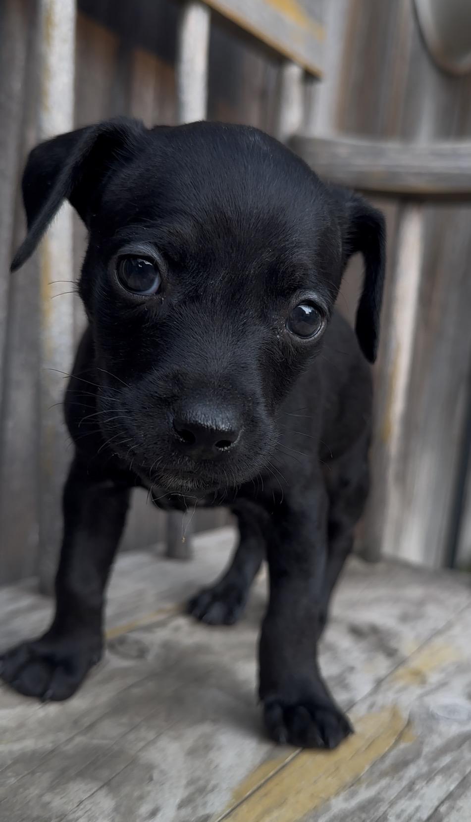 Guess, Adoptable, Puppy Male Chihuahua.
