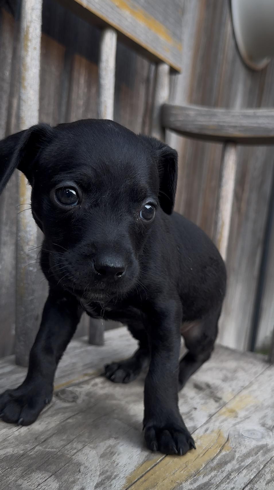 Guess, a Adoptable Chihuahua in Windsor, CO image 4/6