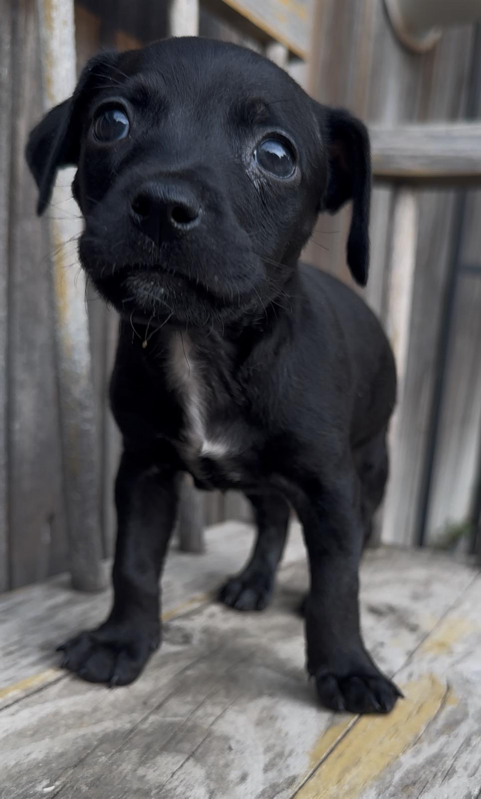 Guess, a Adoptable Chihuahua in Windsor, CO image 6/6