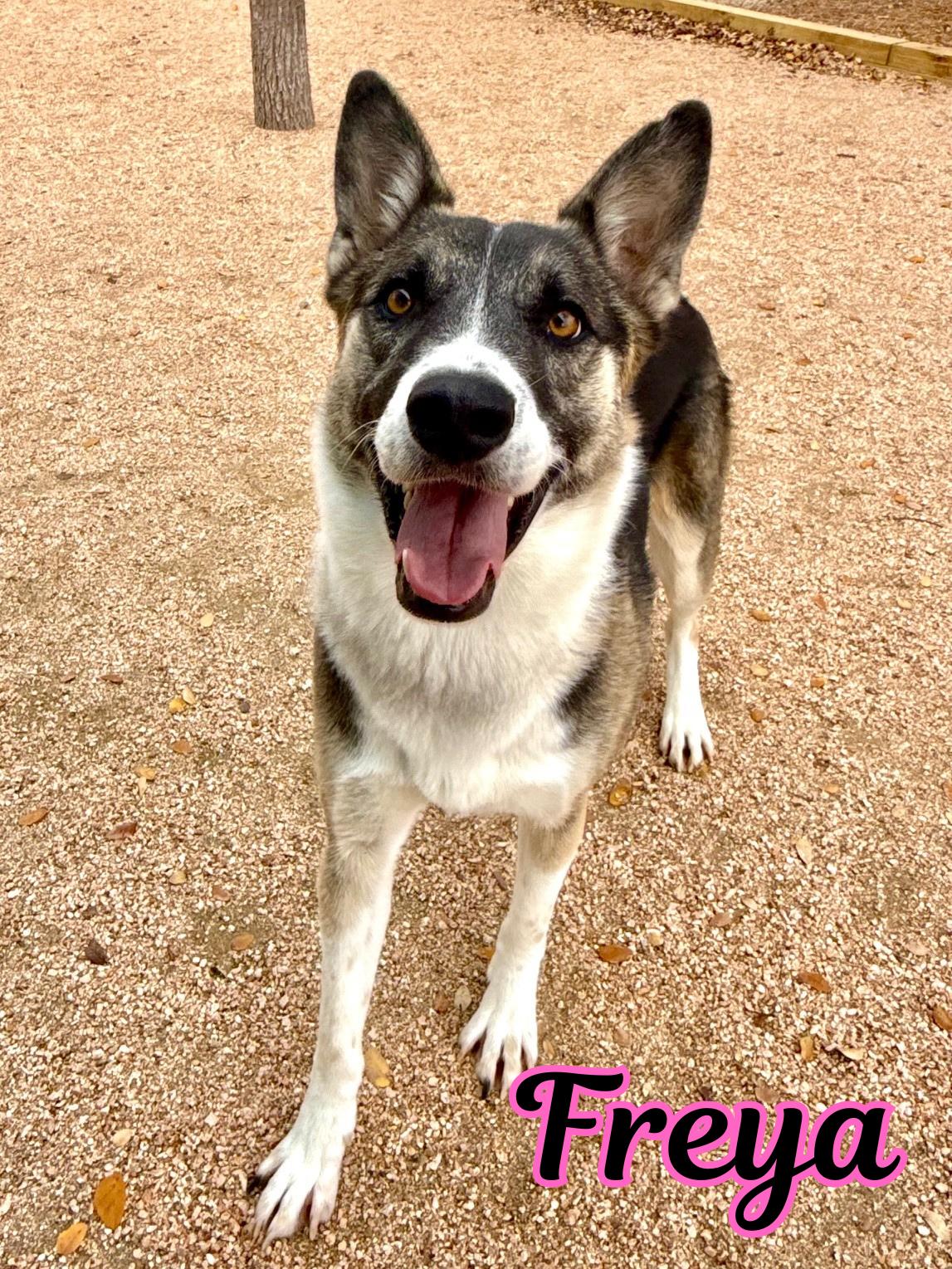 Enlarge Freya, a ADOPTABLE mixed breed in Comfort, TX image 1/6