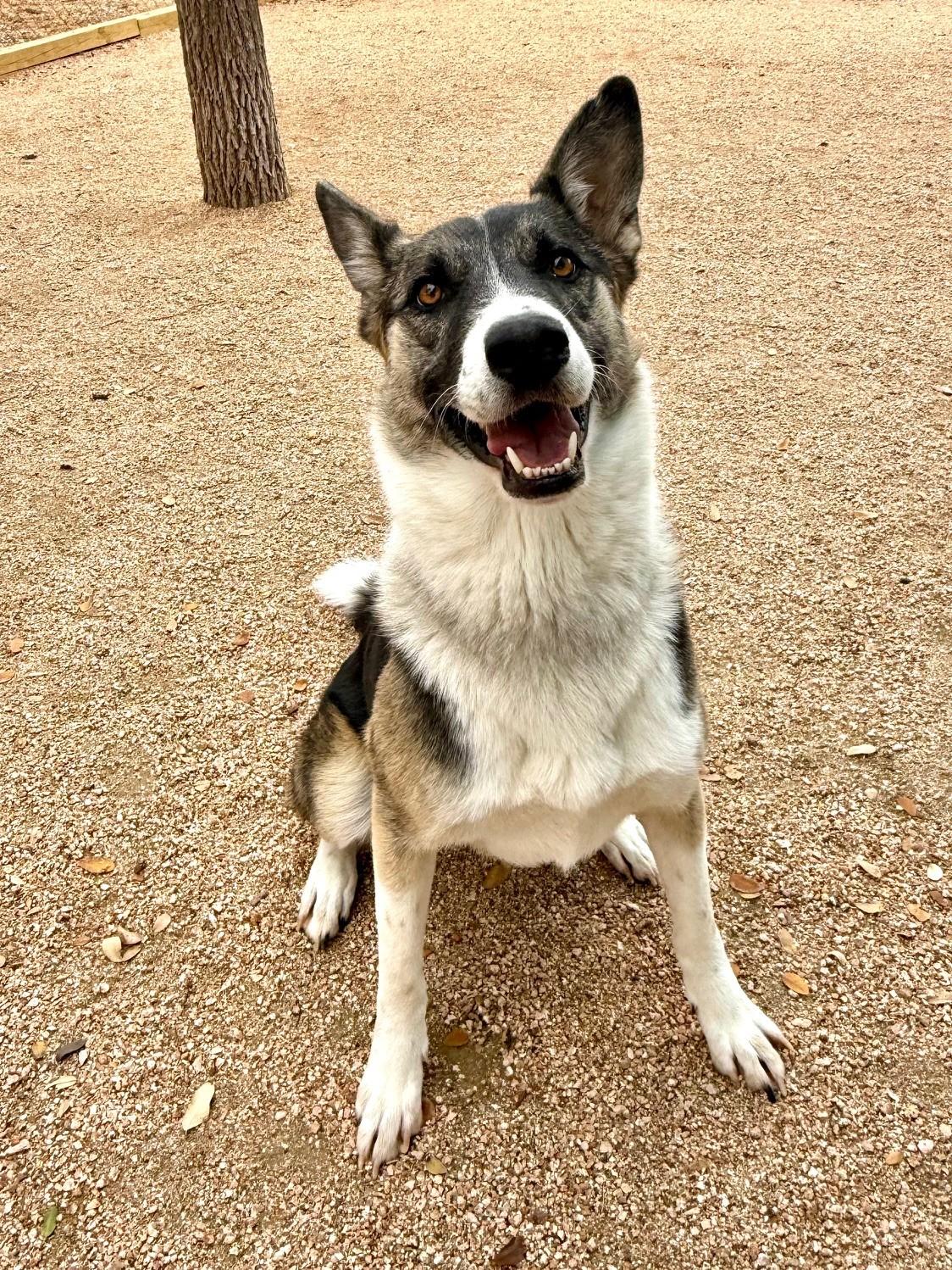 Enlarge Freya, a ADOPTABLE mixed breed in Comfort, TX image 2/6