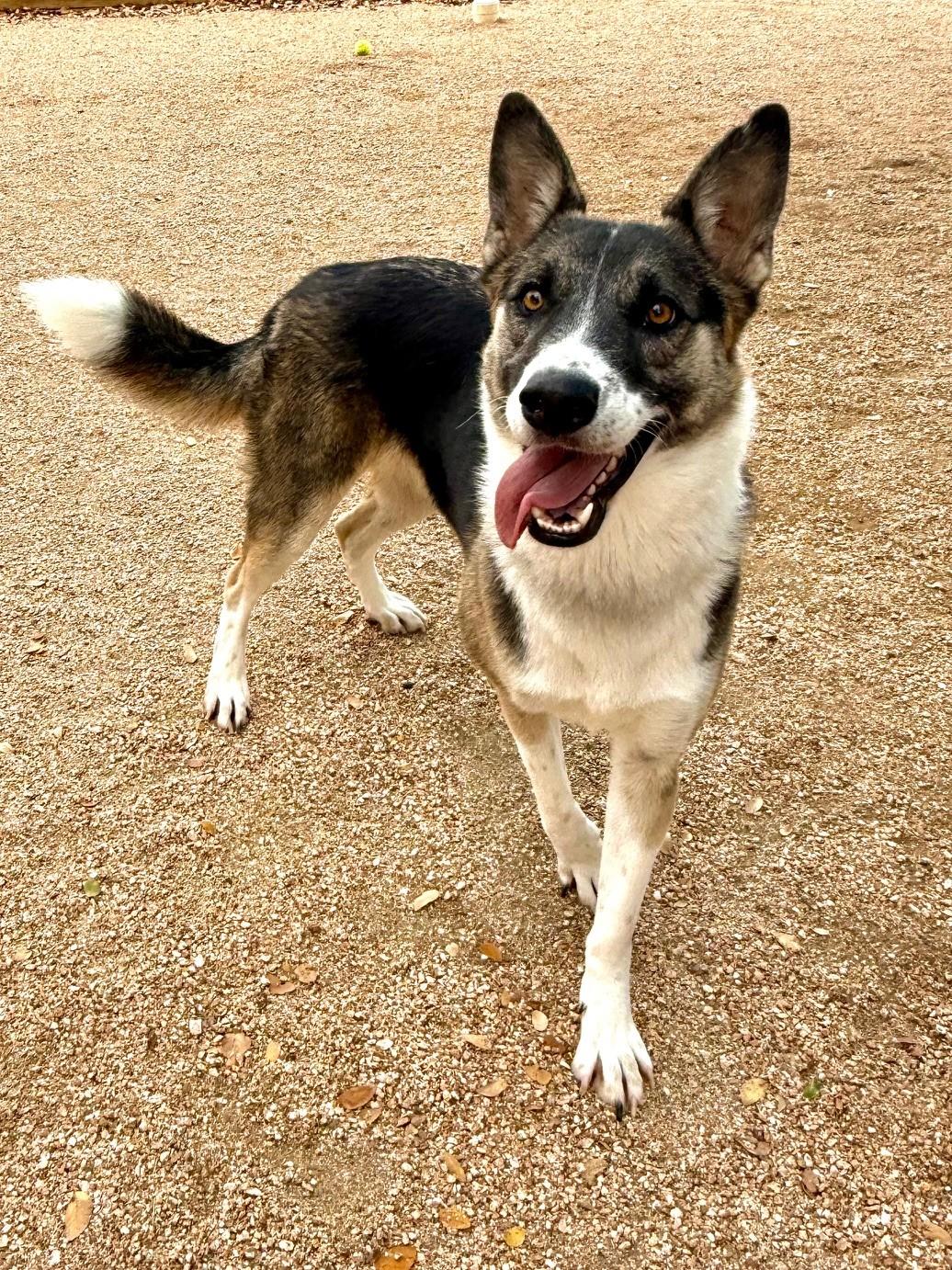 Enlarge Freya, a ADOPTABLE mixed breed in Comfort, TX image 3/6