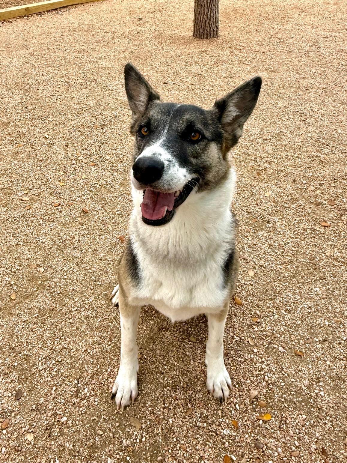 Enlarge Freya, a ADOPTABLE mixed breed in Comfort, TX image 4/6