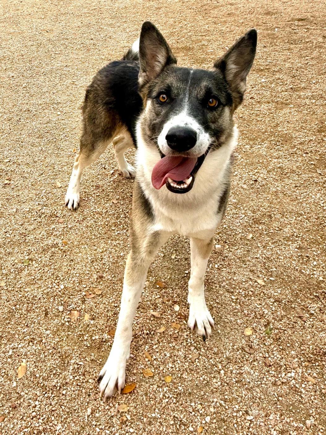 Enlarge Freya, a ADOPTABLE mixed breed in Comfort, TX image 5/6