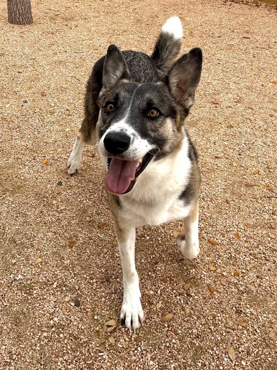 Enlarge Freya, a ADOPTABLE mixed breed in Comfort, TX image 6/6