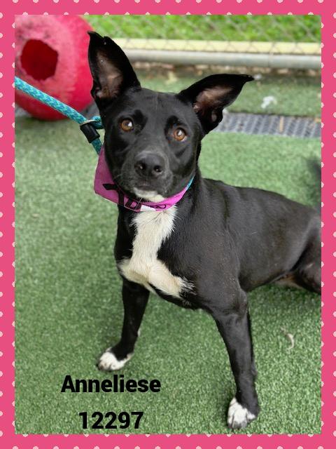 ANNELIESE