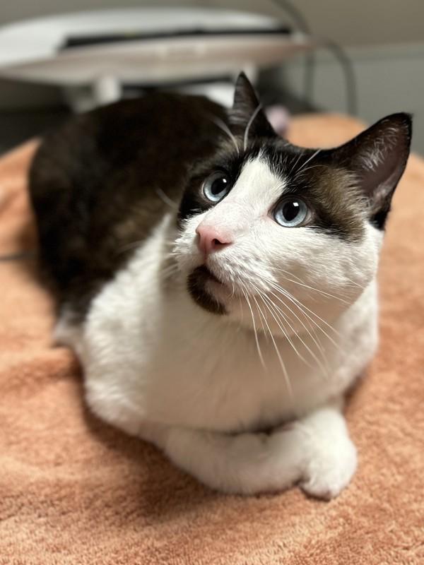 Caspian, Adoptable, Adult Male Domestic Short Hair.