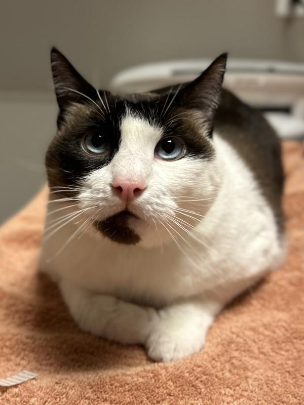 Enlarge Caspian, a Adoptable mixed breed in Dublin, CA image 2/3