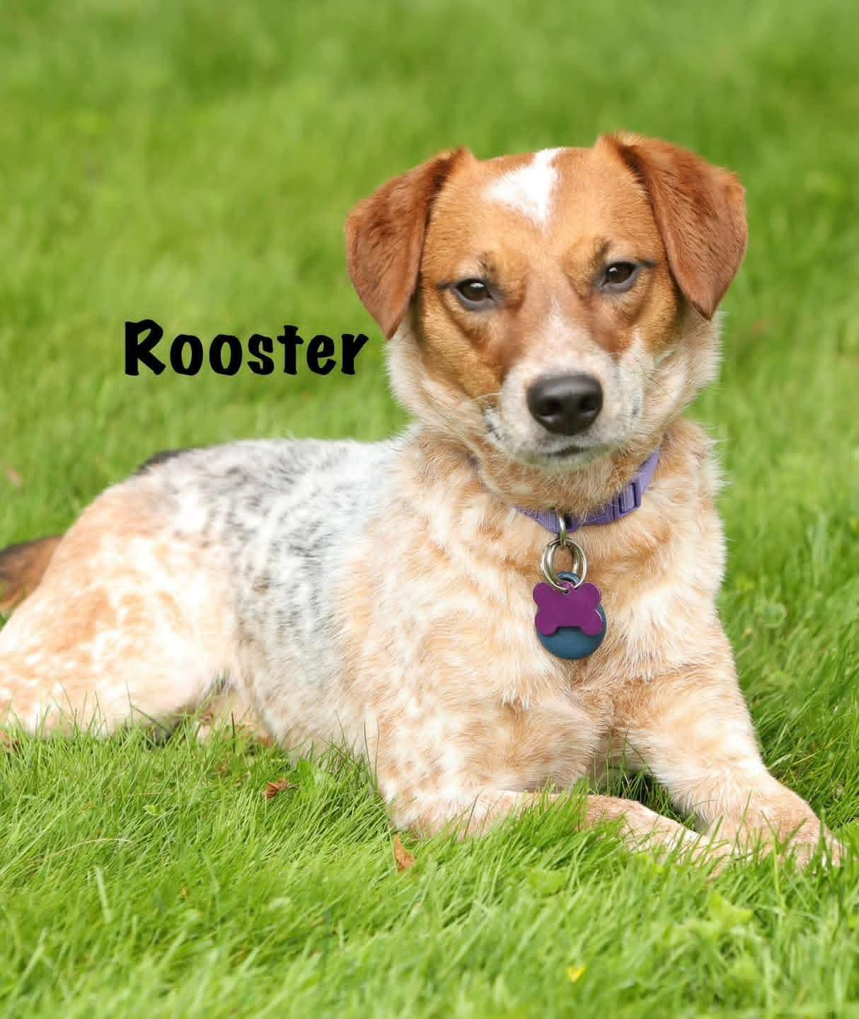 Enlarge Rooster, a ADOPTABLE mixed breed in Washington , PA image 1/1