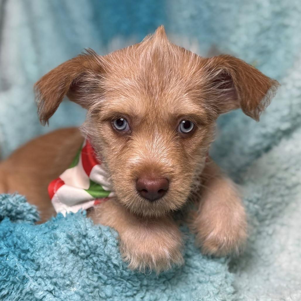 Enlarge Pancake and her beautiful eyes!, an adopted mixed breed in Princeton, NJ image 3/4