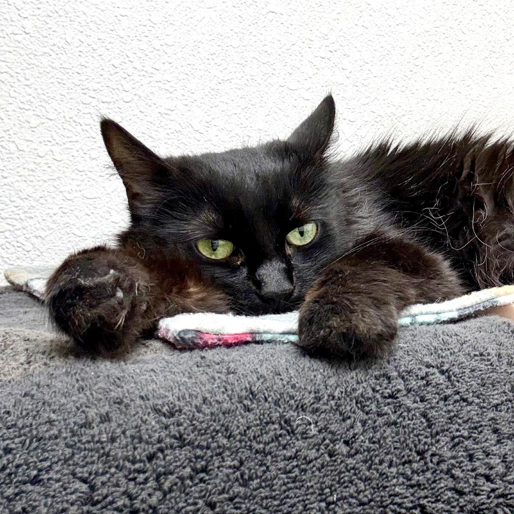 Minerva, Adoptable, Senior Female Domestic Medium Hair.