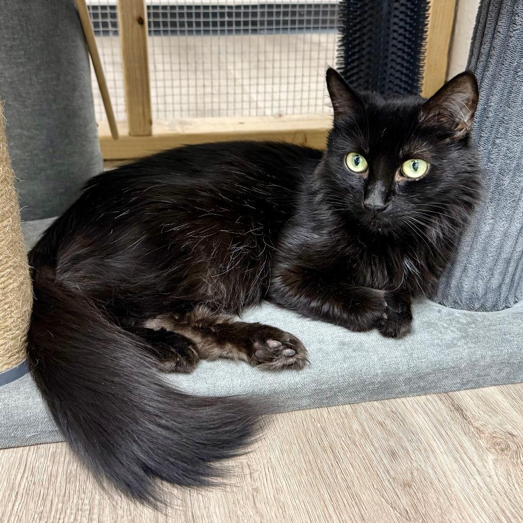 Enlarge Minerva, a Adoptable Domestic Medium Hair in Pleasant Hill, CA image 2/6