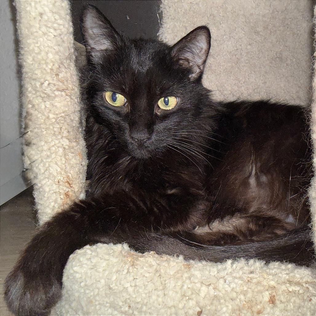 Enlarge Minerva, a Adoptable Domestic Medium Hair in Pleasant Hill, CA image 1/6