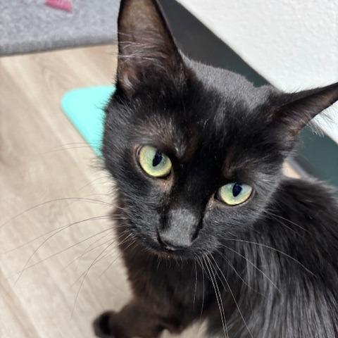 Enlarge Minerva, a Adoptable Domestic Medium Hair in Pleasant Hill, CA image 2/6