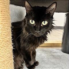 Minerva, a Adoptable Domestic Medium Hair in Pleasant Hill, CA image 1/6