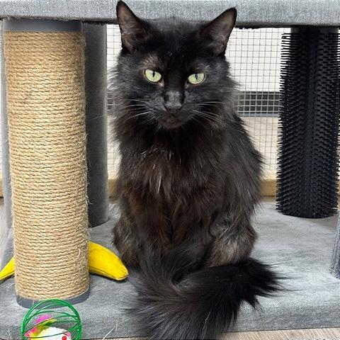 Minerva, Adoptable, Senior Female Domestic Medium Hair.
