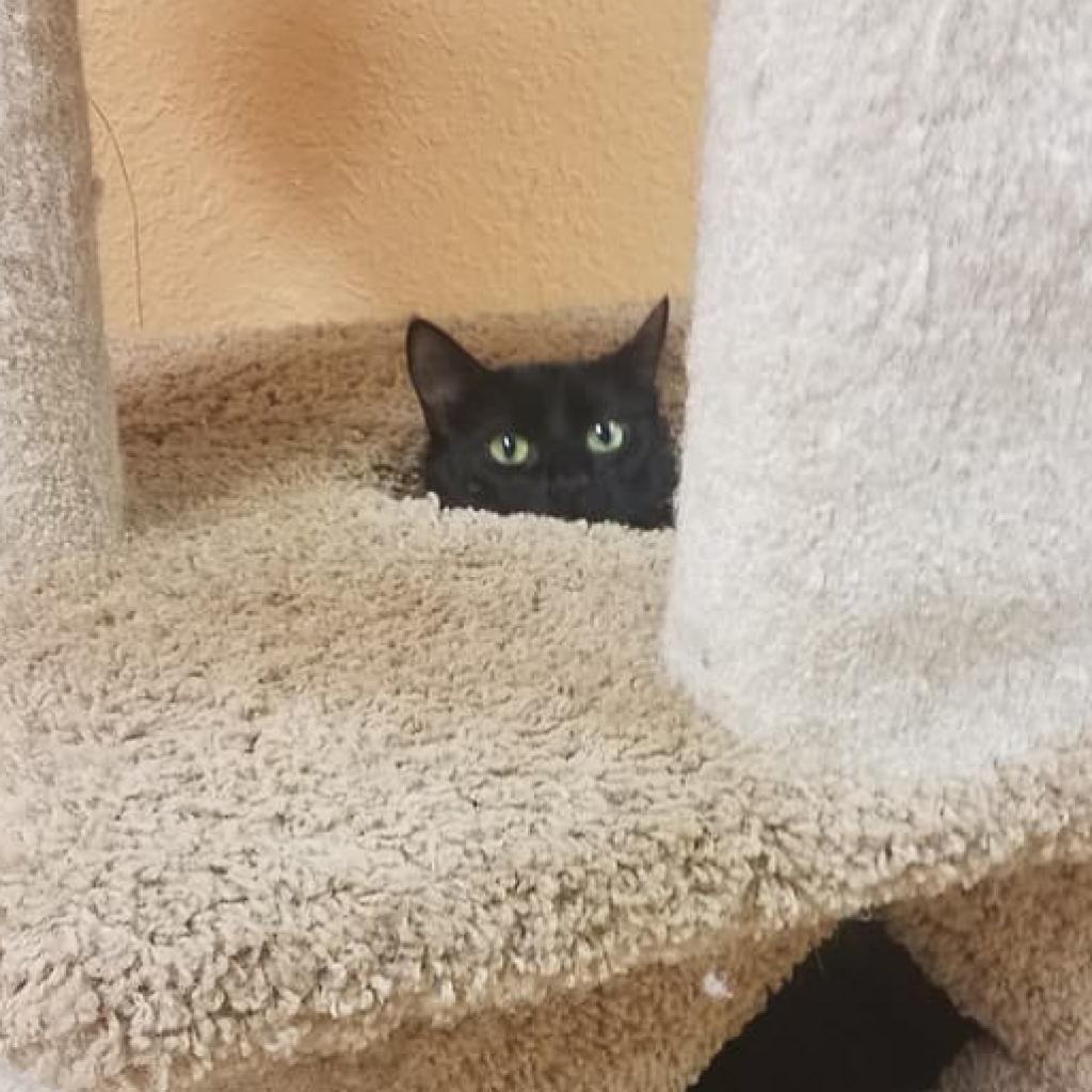 Minerva, a Adoptable Domestic Medium Hair in Pleasant Hill, CA image 2/6