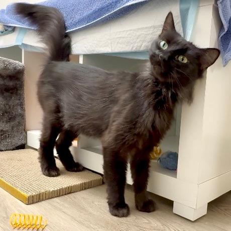 Minerva, a Adoptable Domestic Medium Hair in Pleasant Hill, CA image 3/5