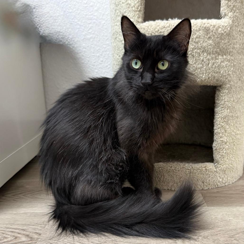 Minerva, a Adoptable Domestic Medium Hair in Pleasant Hill, CA image 4/5