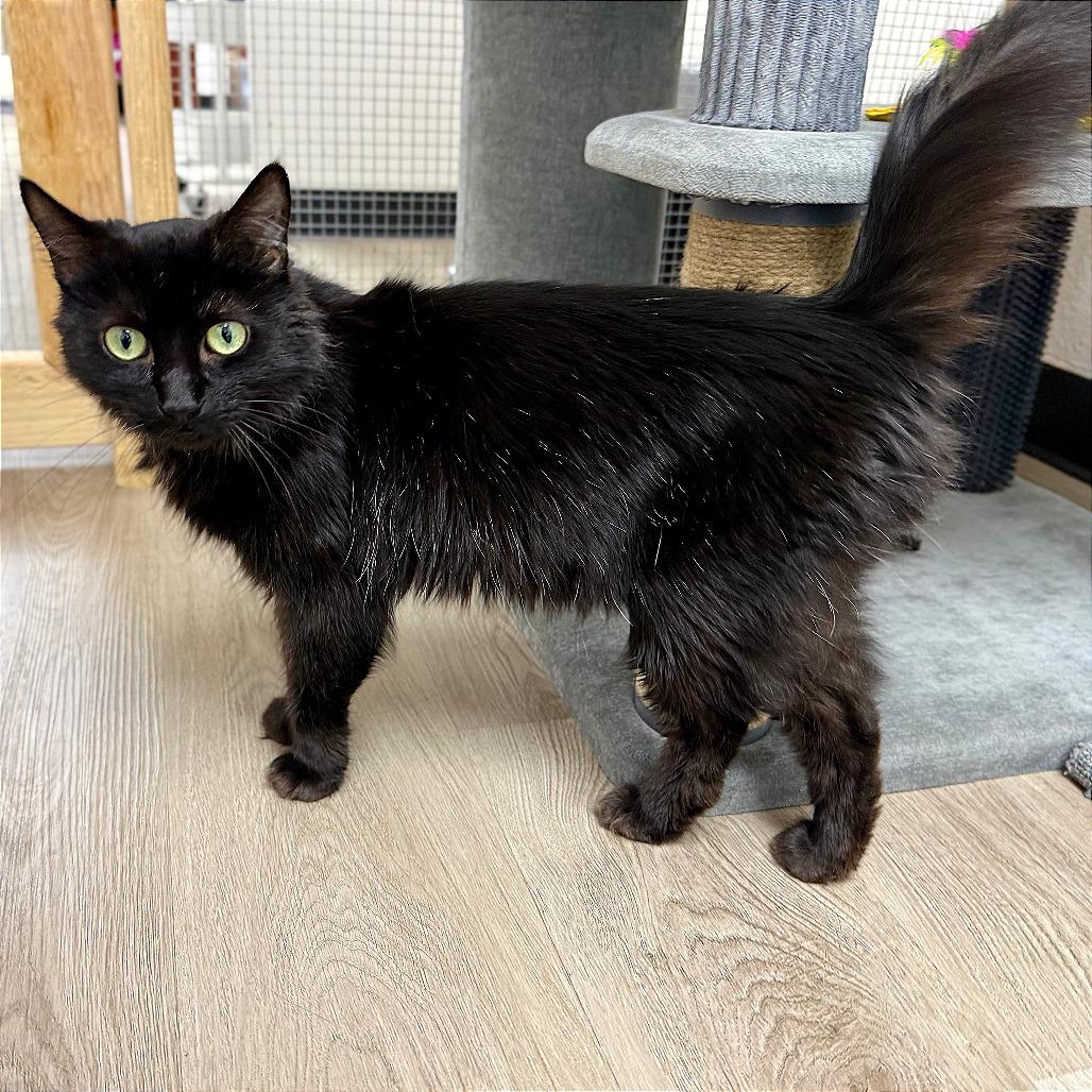 Enlarge Minerva, a Adoptable Domestic Medium Hair in Pleasant Hill, CA image 3/6