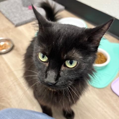 Enlarge Minerva, a Adoptable Domestic Medium Hair in Pleasant Hill, CA image 4/6